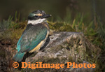 Kingfisher 
                  
 
 
  
  
  
  
  
  
  
  
  
  
  
  
  
  
  
  
  
  
  
  
  
  
  
  
  
  
  
  2856